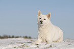 Siberian Husky