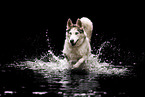 Siberian Husky