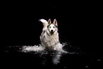 Siberian Husky
