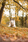 Siberian Husky