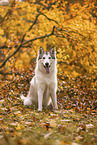 Siberian Husky
