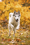 Siberian Husky