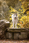 Siberian Husky