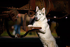 Siberian Husky