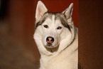 Siberian Husky