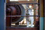 Siberian Husky