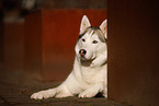 Siberian Husky