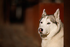 Siberian Husky