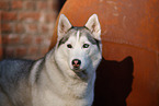 Siberian Husky