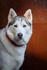Siberian Husky