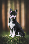 Siberian Husky Puppy
