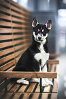 Siberian Husky Puppy