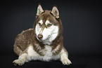Siberian Husky