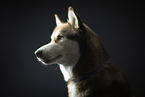 Siberian Husky