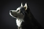 Siberian Husky