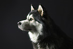 Siberian Husky