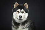 Siberian Husky