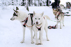 Siberian Huskys