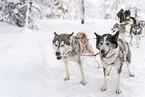 Siberian Huskys