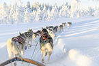 Siberian Huskys