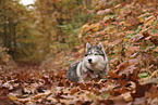 Siberian Husky