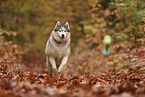 Siberian Husky