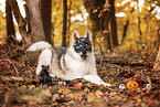 Siberian Husky