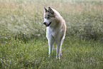 Siberian Husky