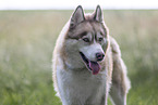Siberian Husky