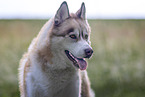 Siberian Husky