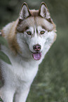 Siberian Husky