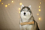 Siberian Husky in christmas decoration