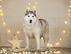 Siberian Husky in christmas decoration