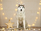Siberian Husky in christmas decoration