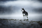 Siberian Husky
