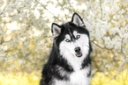 Siberian Husky