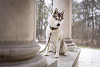 Siberian Husky