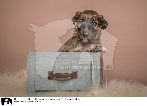 Silken Windsprite Welpe / Silken Windsprite puppy / TDG-01038