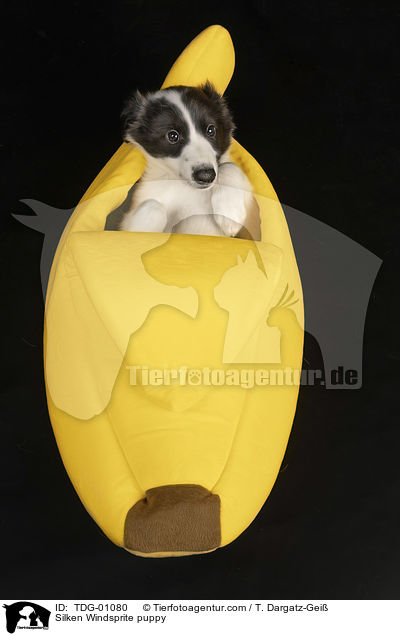 Silken Windsprite Welpe / Silken Windsprite puppy / TDG-01080