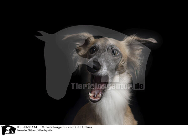female Silken Windsprite / JH-30114