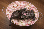 Silken Windsprite puppy