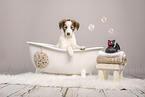 Silken Windsprite puppy