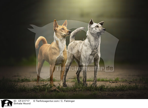Sinhala Hund / Sinhala Hound / CF-01717
