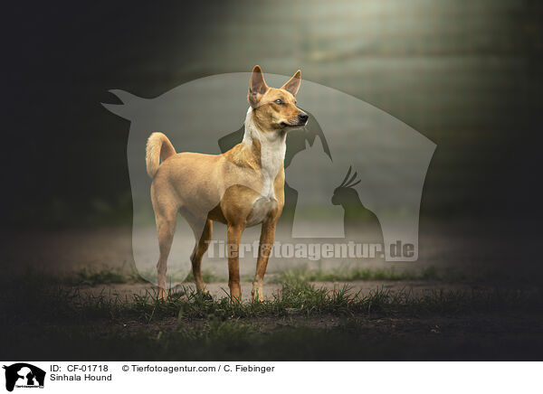 Sinhala Hund / Sinhala Hound / CF-01718