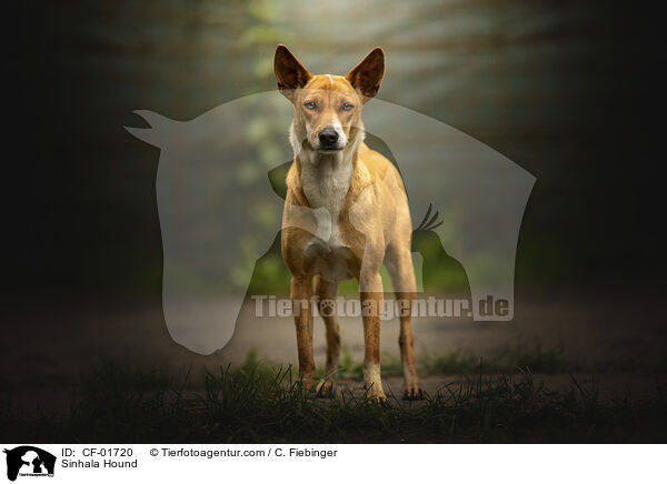 Sinhala Hund / Sinhala Hound / CF-01720