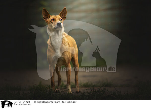 Sinhala Hund / Sinhala Hound / CF-01721