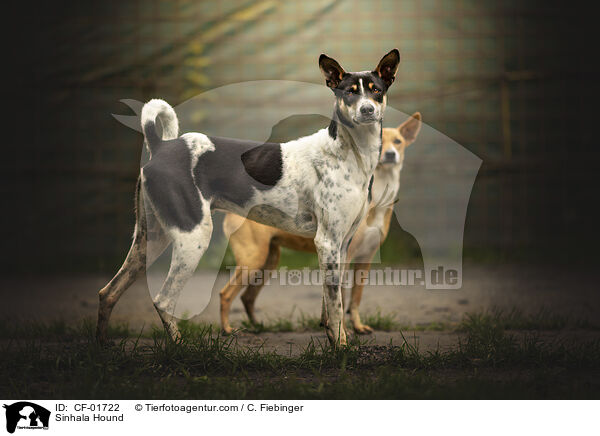 Sinhala Hund / Sinhala Hound / CF-01722