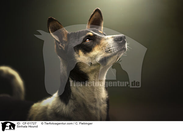 Sinhala Hund / Sinhala Hound / CF-01727