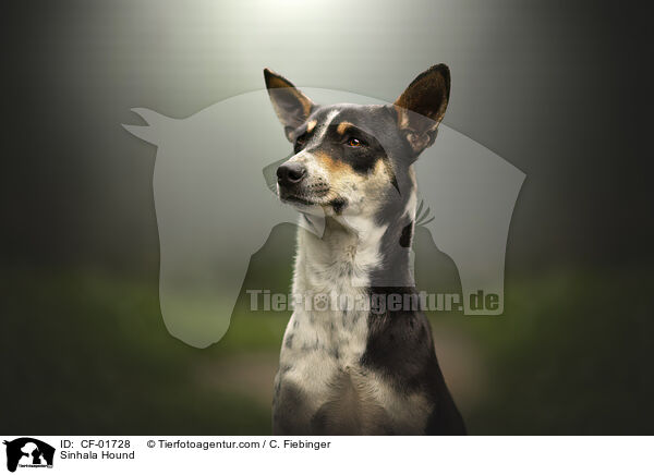 Sinhala Hund / Sinhala Hound / CF-01728