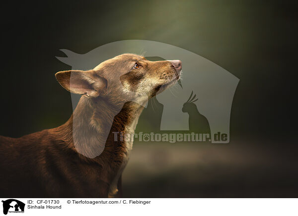 Sinhala Hund / Sinhala Hound / CF-01730